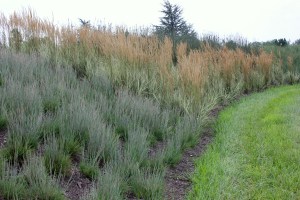 Earth sculpture: after 2