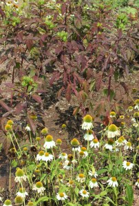 Dry stream bed: after 7