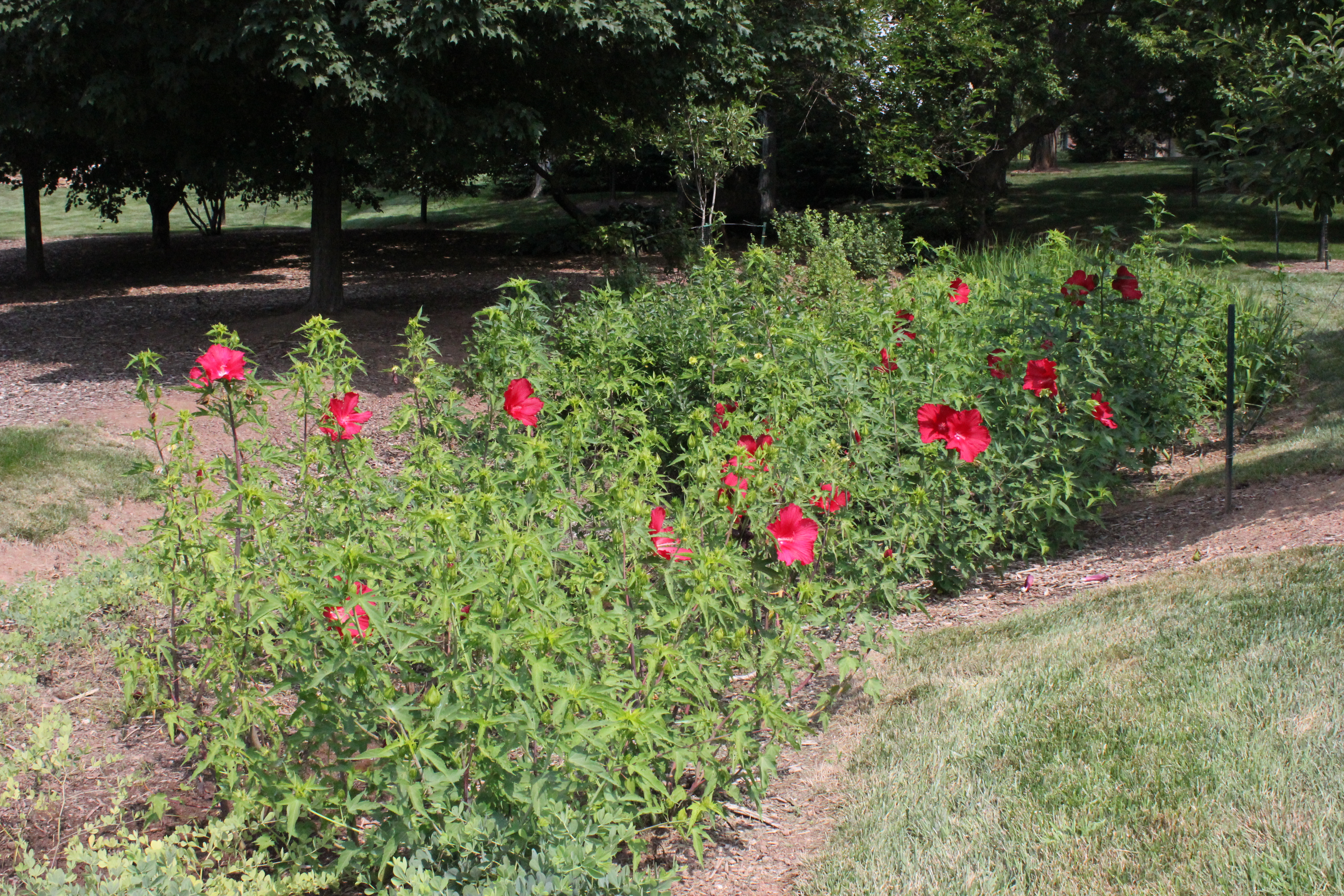 Dry stream bed: after 1